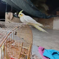 یک عروس هلندی نر سخن گو