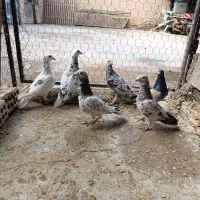 پرنده|پرنده|شوشتر, |دیوار