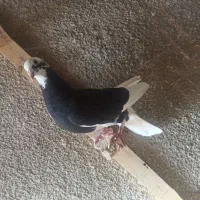 کبوتر شازده|پرنده|بافت, |دیوار