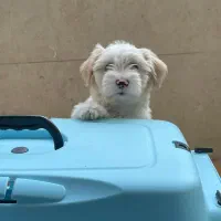 سگ شیتزو نر