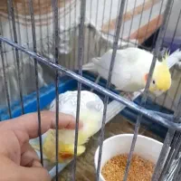 عروس هلندی|پرنده|خرمشهر, |دیوار