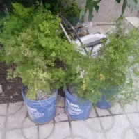 تعداد زیادی گل طبیعی حراج شد با تخفیف|گل و گیاه طبیعی|شیراز, سایت اداری|دیوار