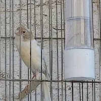 دو عدد قناری سفیدنر و یک عددسفید آهویی ماده