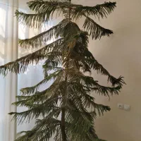 فروش کاج مطبق