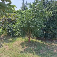 استخدام خانم جهت سرایداری