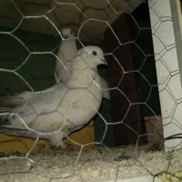 کبوتر فروش و معاوضه