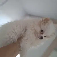 سگ پامر خرسی|سگ|تهران, گرگان|دیوار