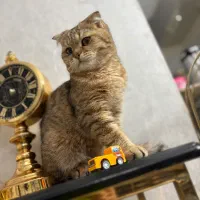 گربه اسکاتیش|گربه|تهران, منیریه|دیوار