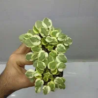 تعدادی بنفشه آفریقایی|گل و گیاه طبیعی|تهران, اختیاریه|دیوار