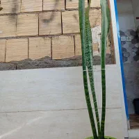 گل آپارتمانی|گل و گیاه طبیعی|مسجد سلیمان, |دیوار