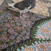جوجه کفتر زاغ وطوقی ملقی پر