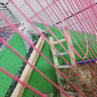 سگ کوتوله معاوضه باعروس|سگ|یزد, |دیوار