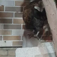 مرغ|حیوانات مزرعه|یزد, |دیوار