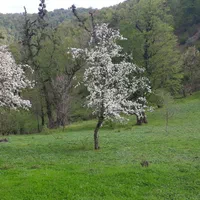 زمین ییلاقی ۴۲۰۰متر رضوانشهر|فروش زمین و ملک کلنگی|رضوانشهر, |دیوار