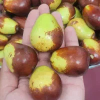 نهال عناب، اوکراینی، درخت میوه، گلخانه، نهالستان