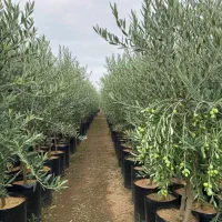 ارسال فوری نهال زیتون با تخفیف ویژه