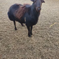 شیشک نر|حیوانات مزرعه|بسطام, |دیوار