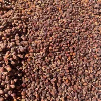 فروش ضایعات خرما(کرنگ)