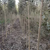 نهال صنوبر با شرایط استثنایی