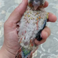 گرینچیک سرلاکی