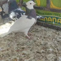 طوقی و کله سیاه