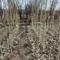 نهال صنوبر|گل و گیاه طبیعی|بروجرد, |دیوار