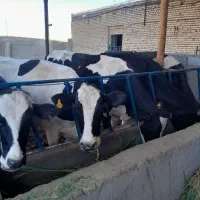 با سلام ۷ راس گاو شیری بفروش میرسد|حیوانات مزرعه|سبزوار, قصبه غربی|دیوار