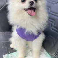 پامر خرسی اصیل