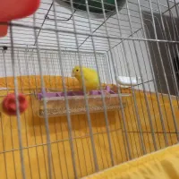 قناری سوپر ماده درشت|پرنده|خرمدره, |دیوار