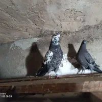 نر کله دم سیاه و..|پرنده|کرج, شهرک فهمیده|دیوار