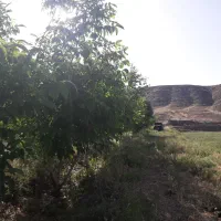 باغ انار و گردو (گودآسیاب)