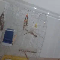 عروس هلندی|پرنده|کرمان, |دیوار