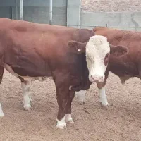تهیه دام پرواری و داشتی گوساله