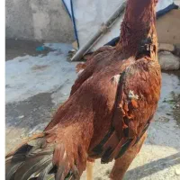 فرمقی