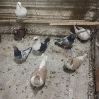 فروش کفتر پرشی