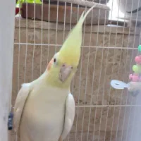 عروس هلندی ماده