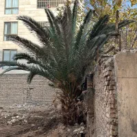 نخل قدیمی تقریبا سی ساله
