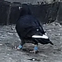 کبوتر گم شده