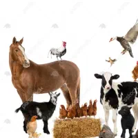 درمانگاه دامپزشکی