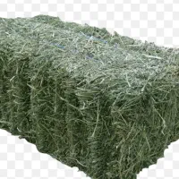 فروش پرسی یونجه
