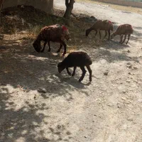 میش بره دار و بی بره