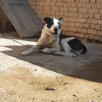 سگ افغان|سگ|معصومیه, |دیوار