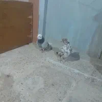 کبوتر جفت خوشگل|پرنده|بندر ترکمن, |دیوار