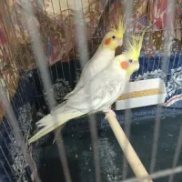 عروس هلندی|پرنده|آران و بیدگل, |دیوار