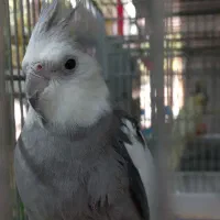 عروس هلندی، مرغ عشق، فنچ، قناری