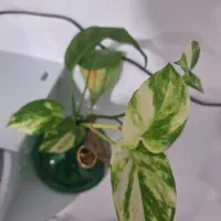 سبز پتوس و زعفرانی|گل و گیاه طبیعی|برازجان, |دیوار