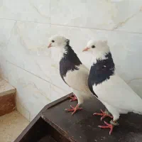 کبوتر