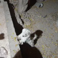 واگذار دوتا سگ پاپی ماده یکیشون بار داره|سگ|داران, |دیوار