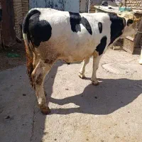 گاو گوساله نر اصل سیمینتال