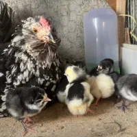 تخم مرغ گلین+جوجه گلین|حیوانات مزرعه|اصفهان, چرخاب|دیوار